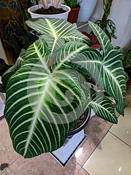 Caladium lindeniiÂ is a species ofÂ flowering plantÂ in the familyÂ Araceae, Green Leaf, Soft Focus, Blured Background